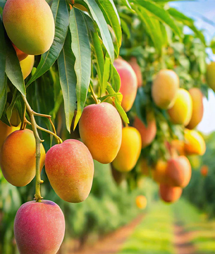 Mango Tree