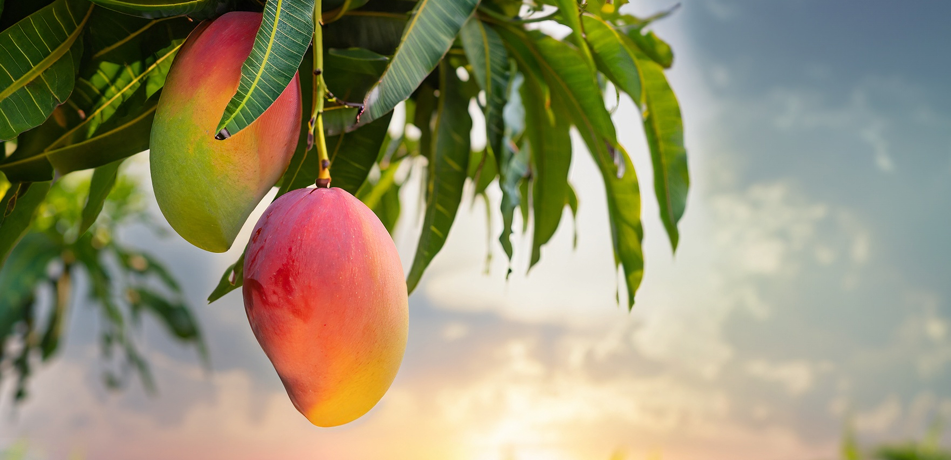 Trusted Mango Brand